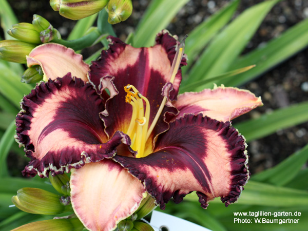 catalog/images/startseite/Macho Macho Man.jpg